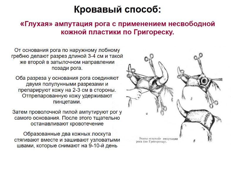 Кровавый способ: «Глухая» ампутация рога с применением несвободной кожной пластики по Григореску. От Кровавый способ: «Глухая» ампутация рога с применением несвободной кожной пластики по Григореску. От